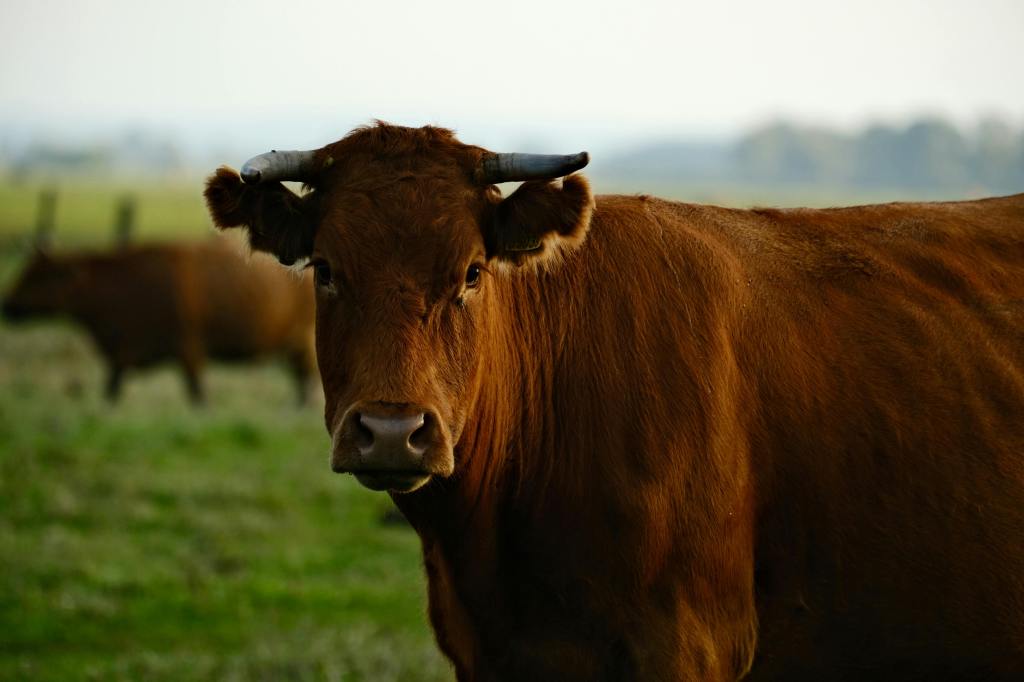 brown bull with brown cow in background
