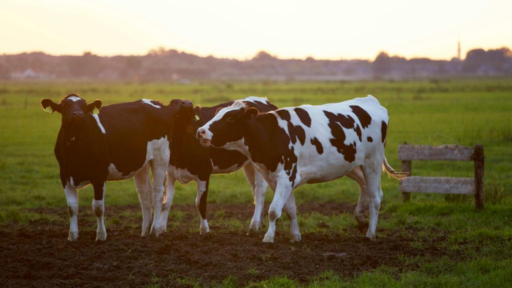 Three black and white cows stand together in a grassy field at sunset, with a wooden fence and blurred trees in the background.