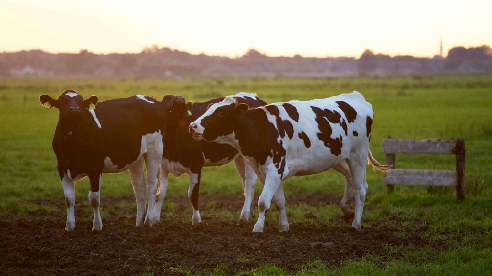 Three black and white cows stand together in a grassy field at sunset, with a wooden fence and blurred trees in the background.