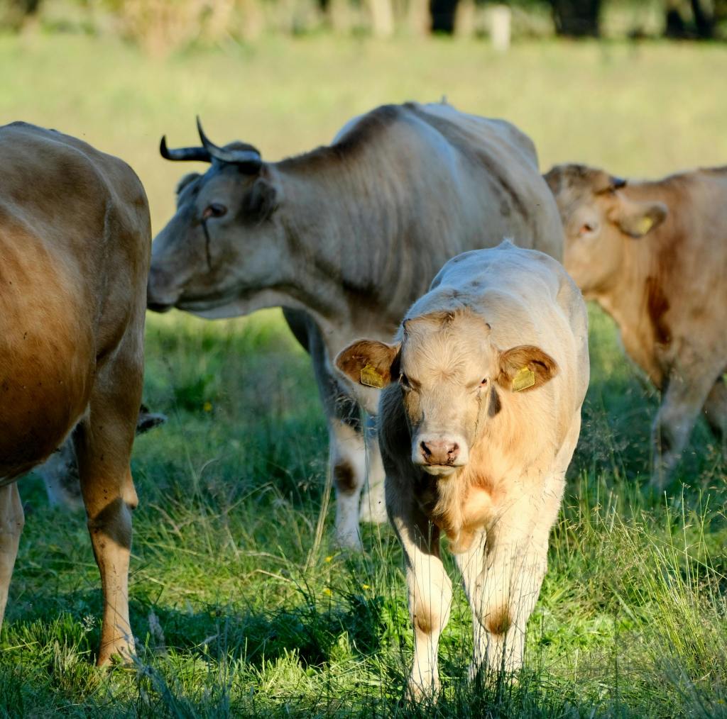 calf in a green field