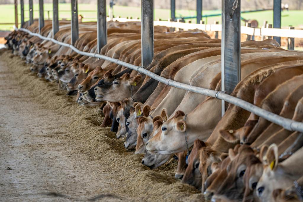 Brown cows eating in a cowbarn