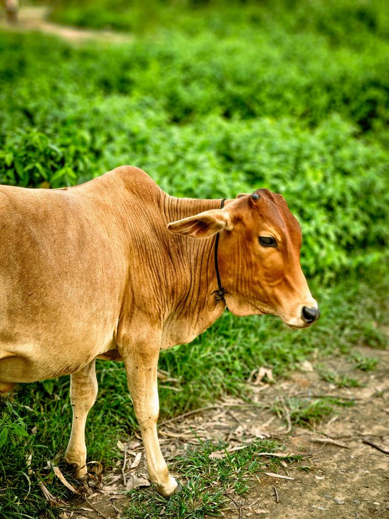 brown cow walking on a green field