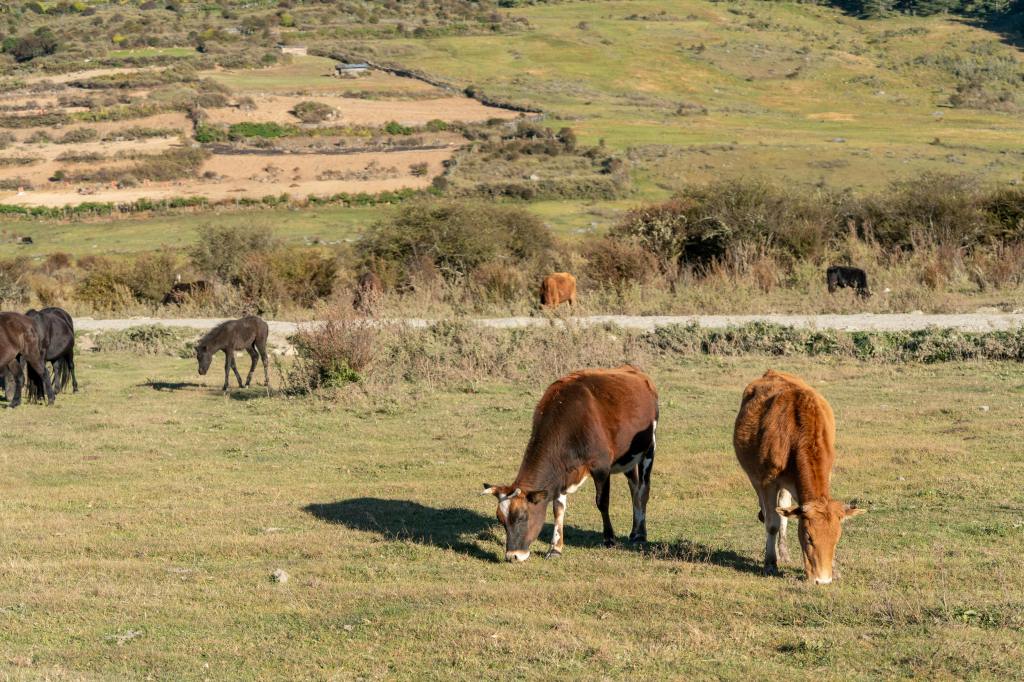 cows eating grass in a field