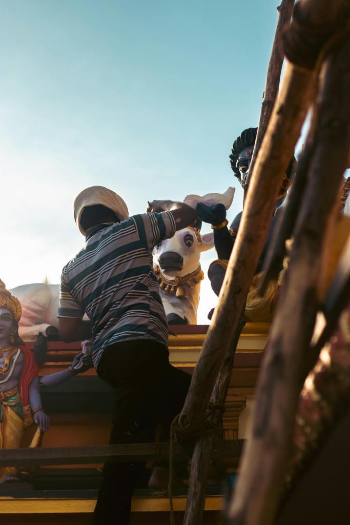 person tending to cows