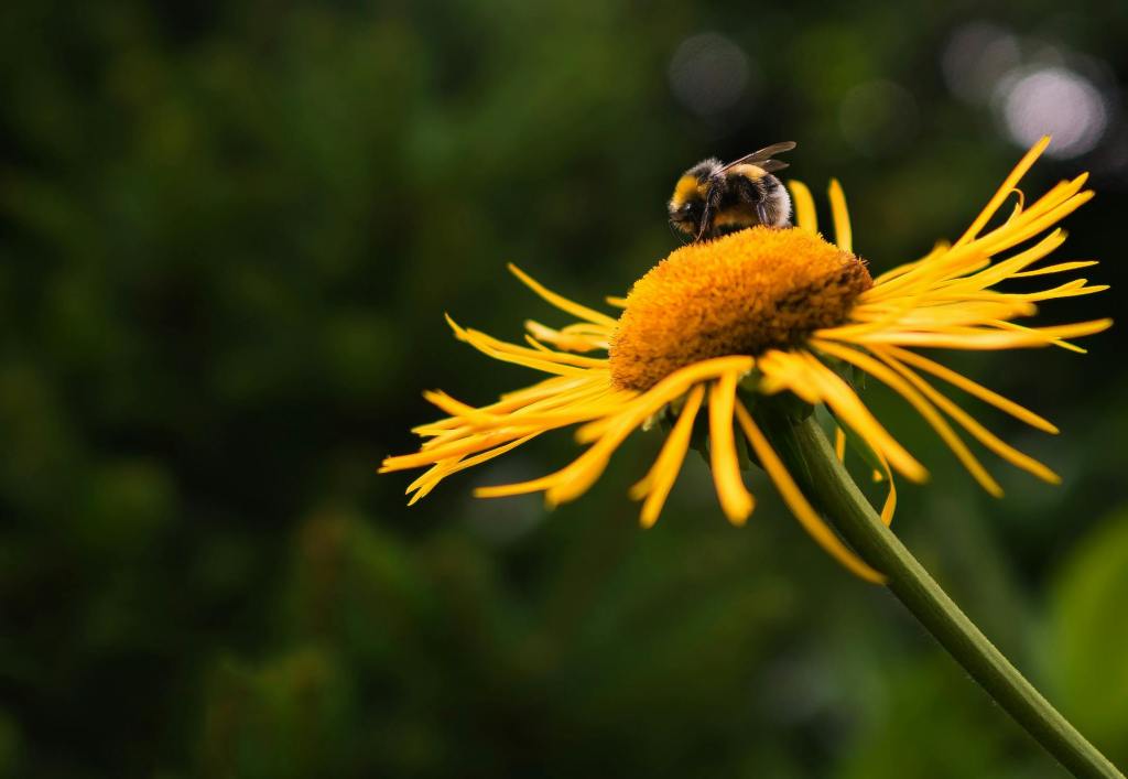 bumble bee on a yellow flower