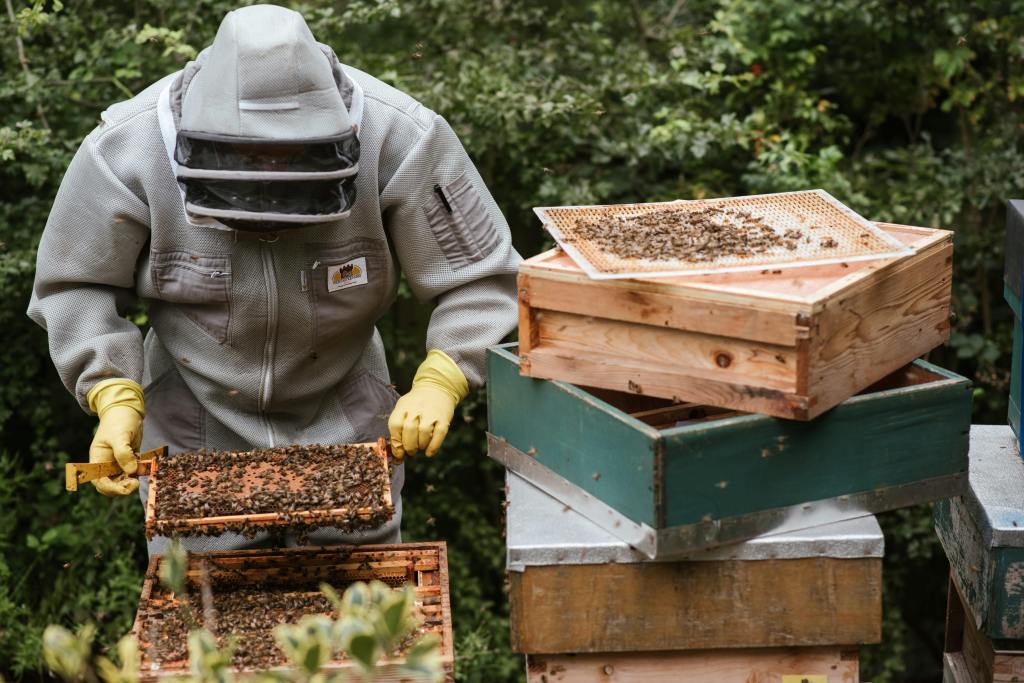 bee keeper taking a frame out of beehive