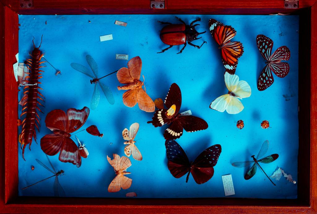 a frame full of different collected insects