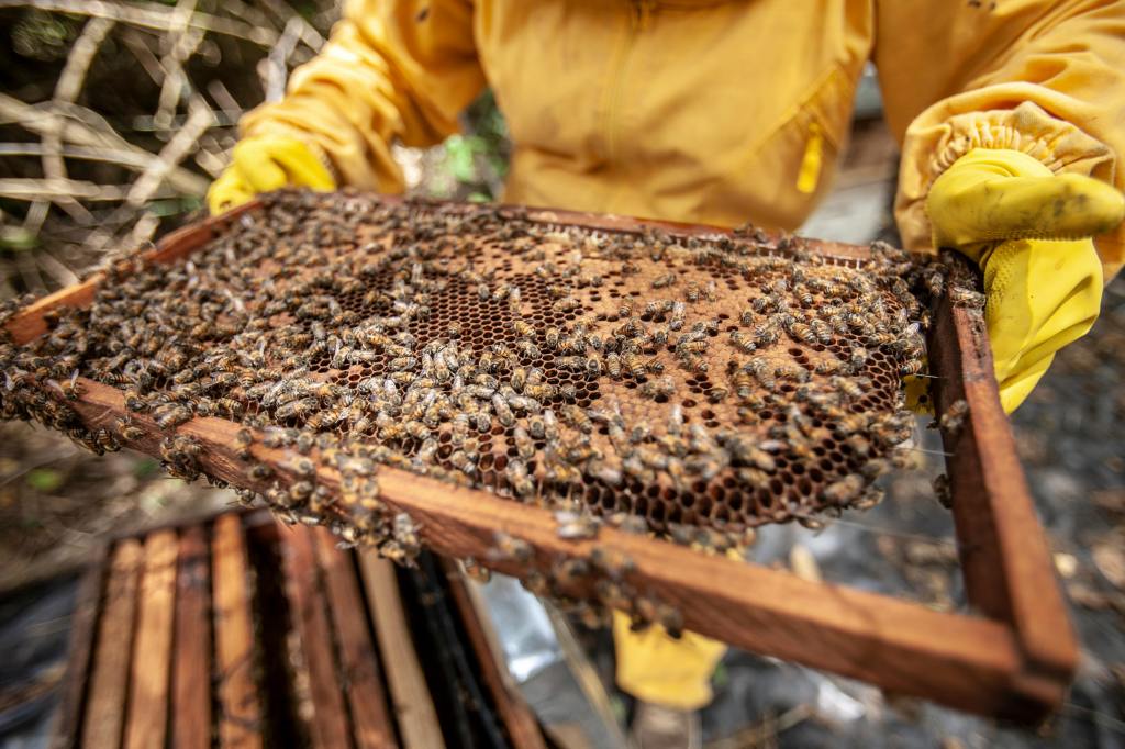 bee comb in frame full of bees
