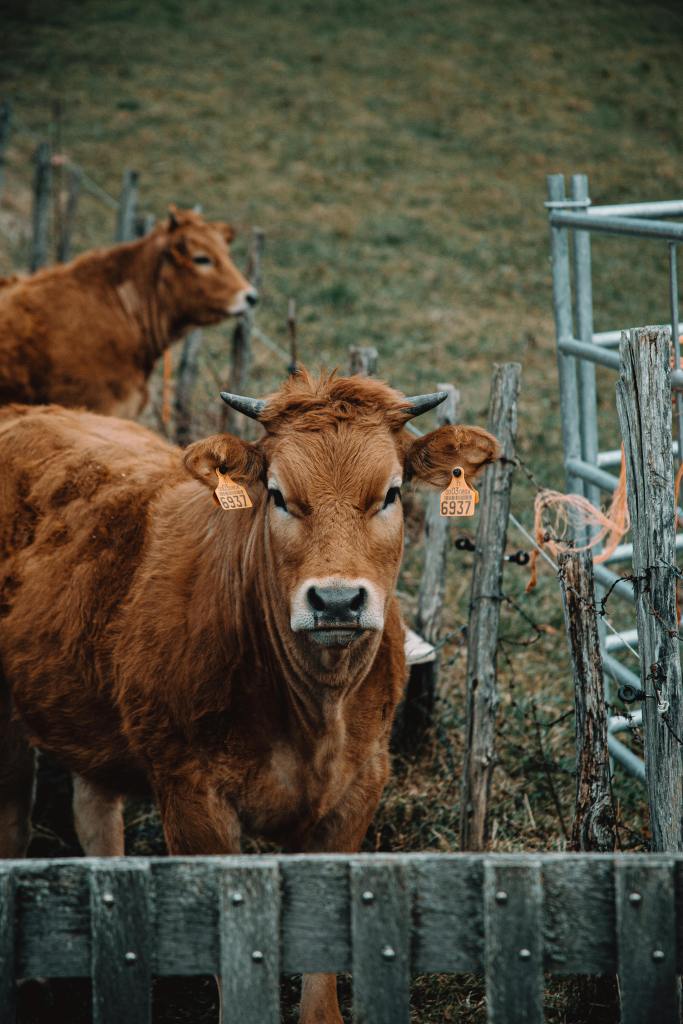 Brown cows behind fence in a farm