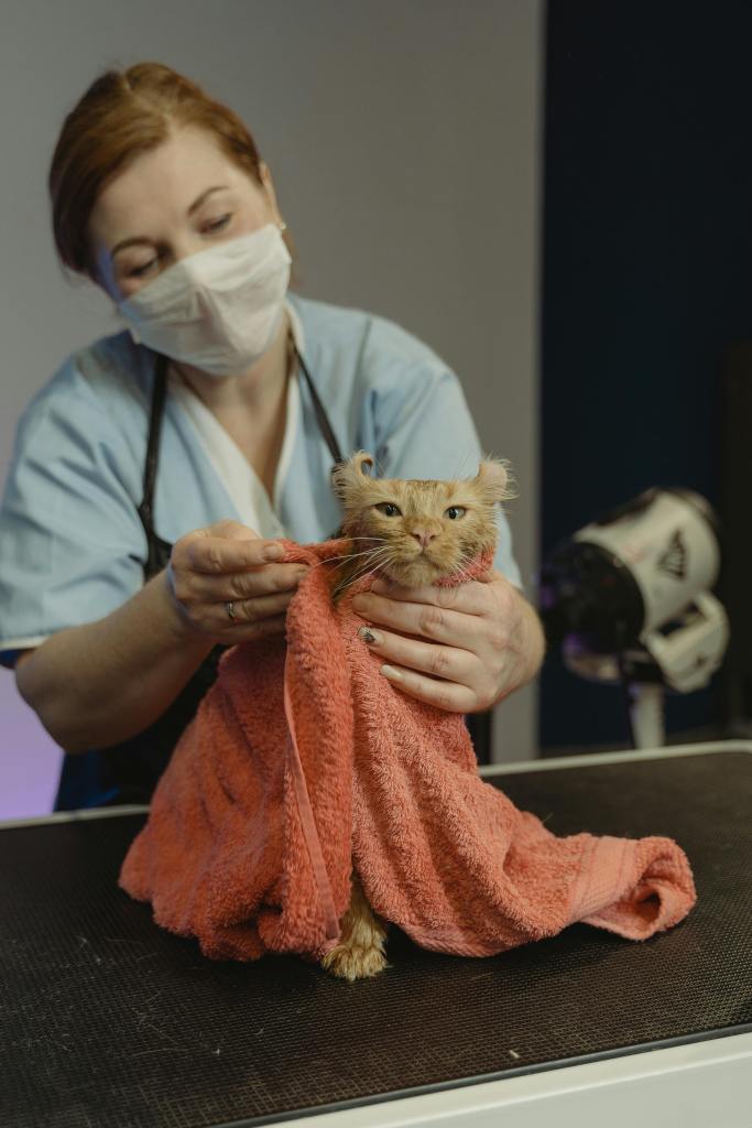 groomer holding a wet orange cat with an orange blanket