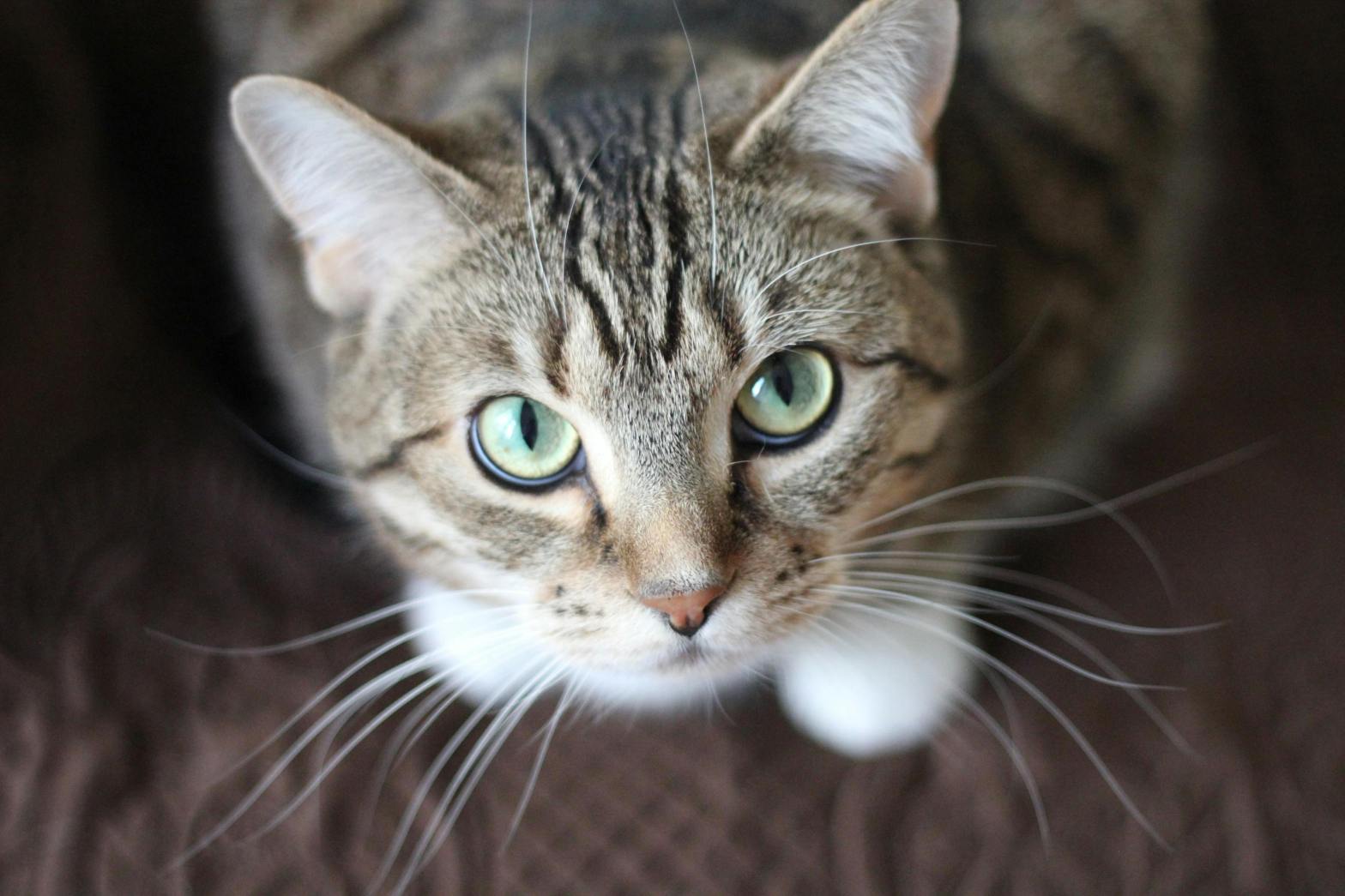 A close-up, top-down view of a tabby cat with green eyes and white paws, sitting on a brown textured surface and looking up at the camera.