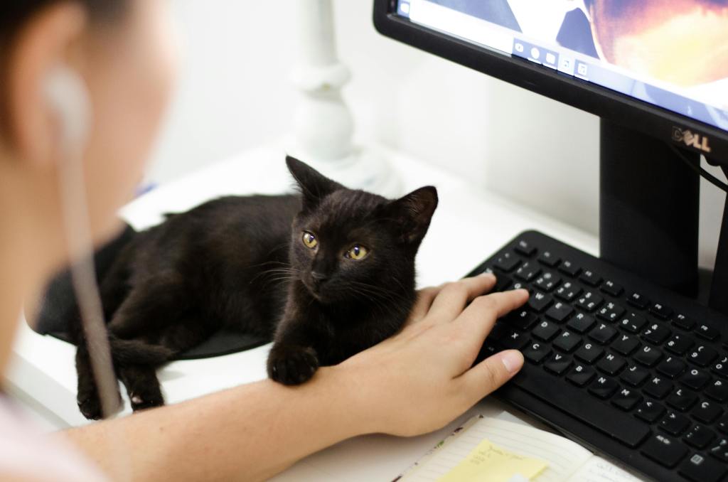 black kitten putting its paw on its busy owner as they work on a laptop
