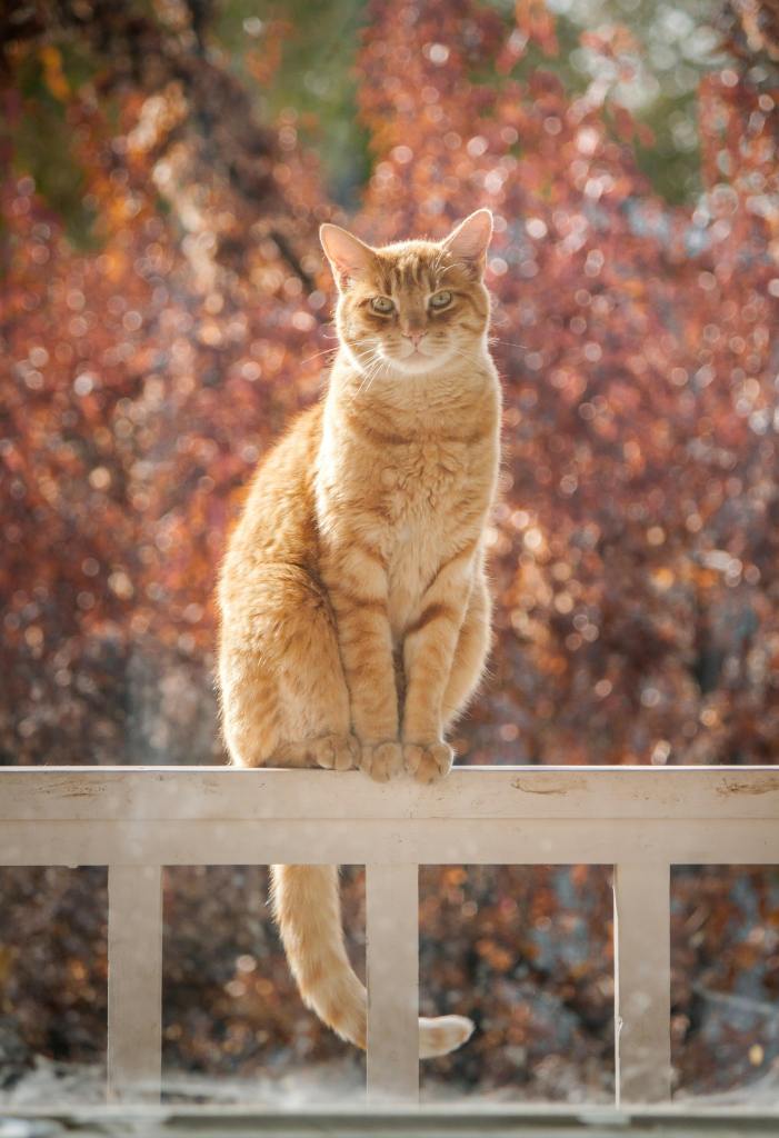 orange cat sitting majestically on a fence