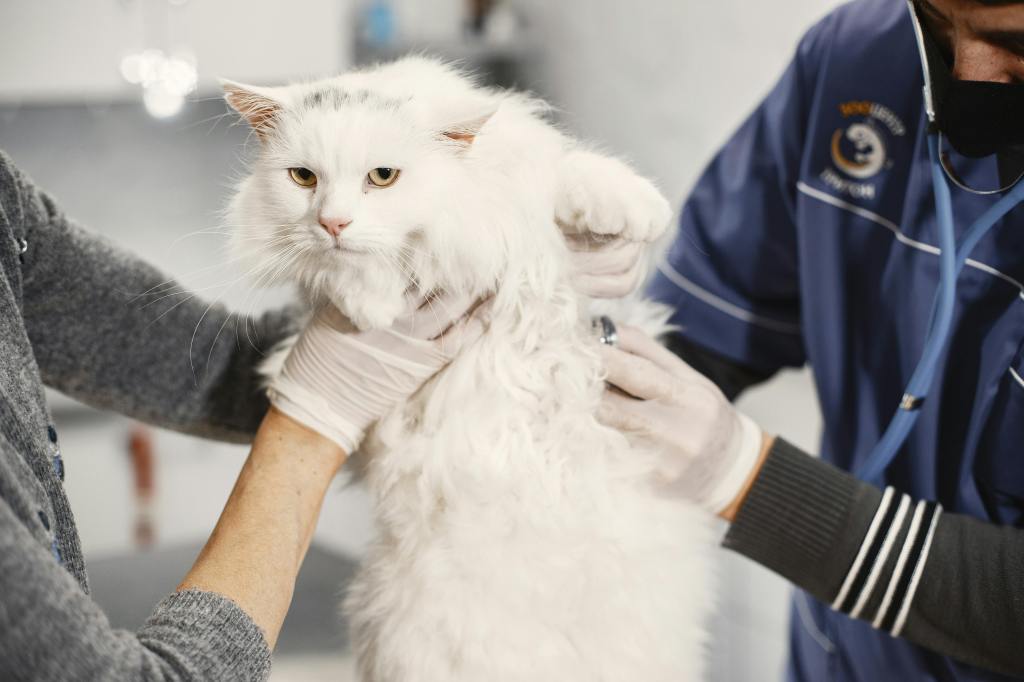 two individuals holding a big white cat
