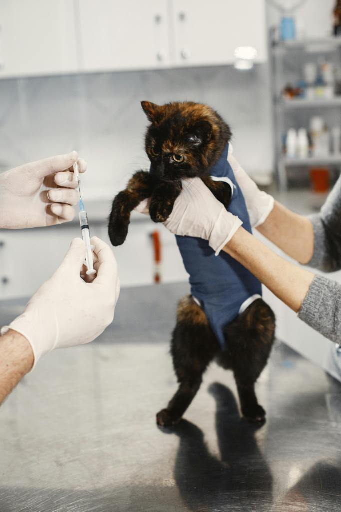 veterinarian holding a cat for another veterinarian with a needle