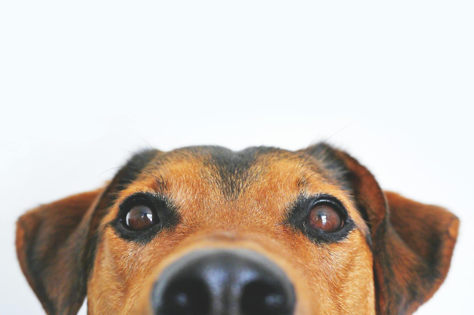 Close-up of a brown dog’s face with its nose and eyes prominently in the foreground, set against a plain white background. The dog’s ears are partially visible.