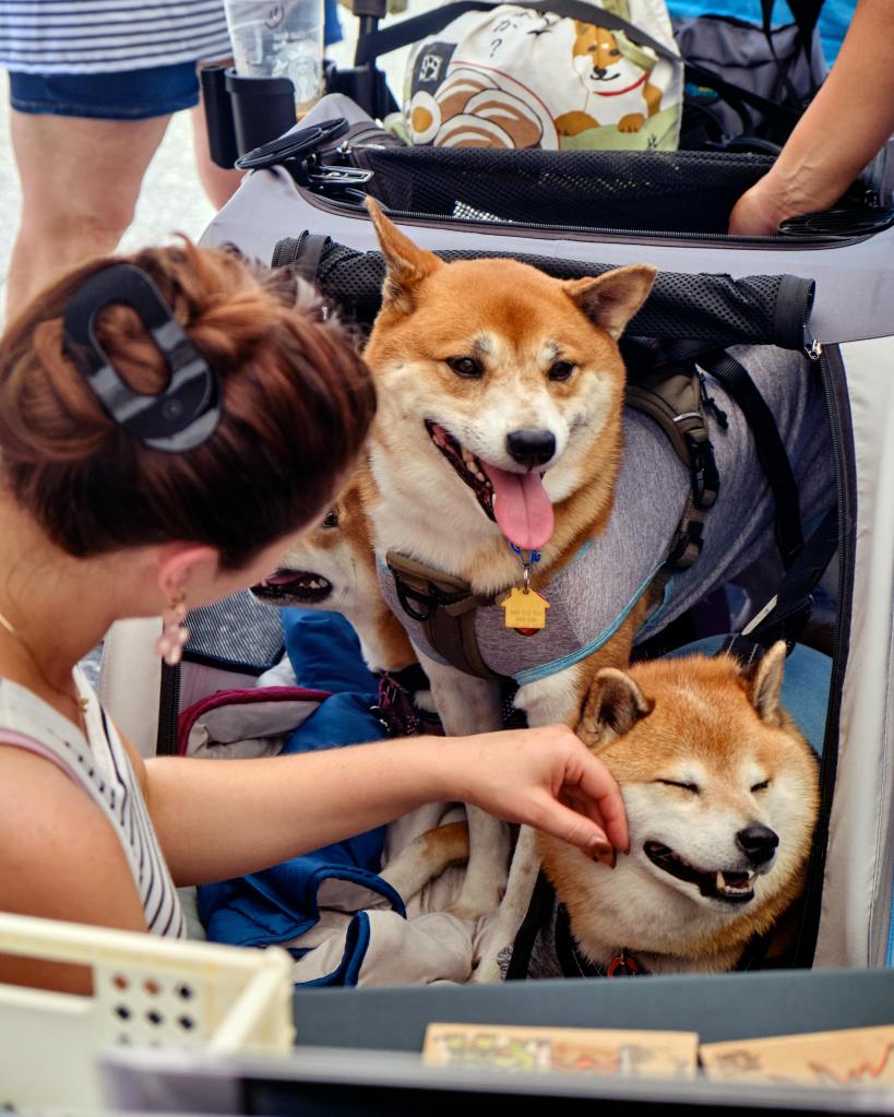 a female petting two shiba inu dogs who are in the back of a car