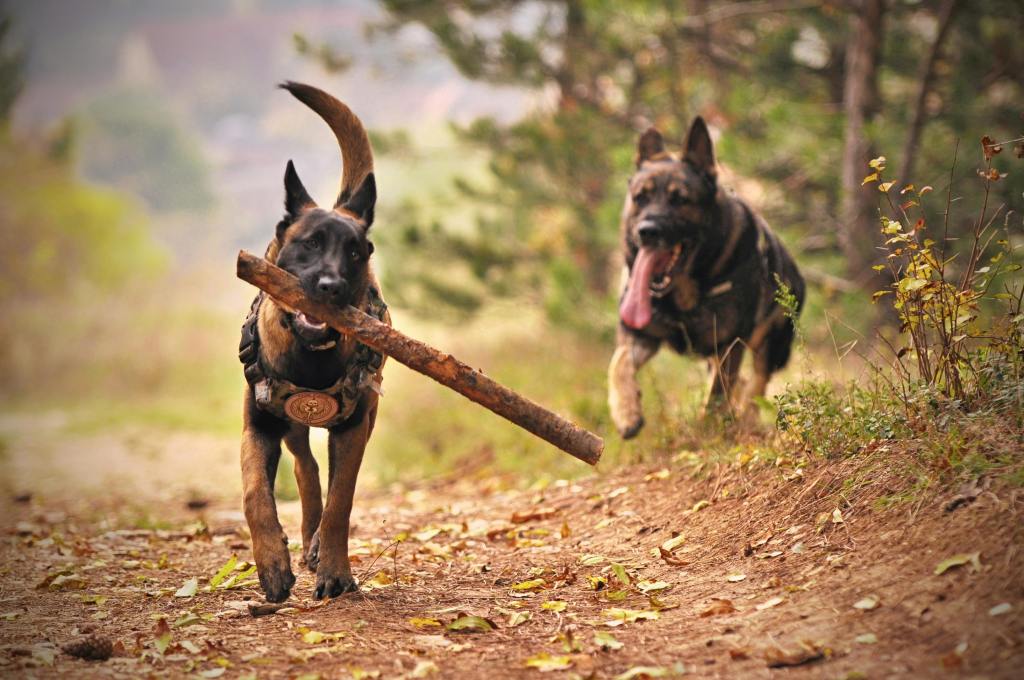 a dog chasing another dog that's running and carrying a long stick