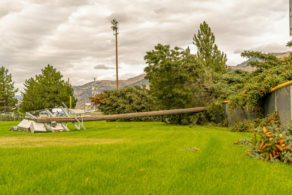 fallen tree on a green field with power lines in the distance