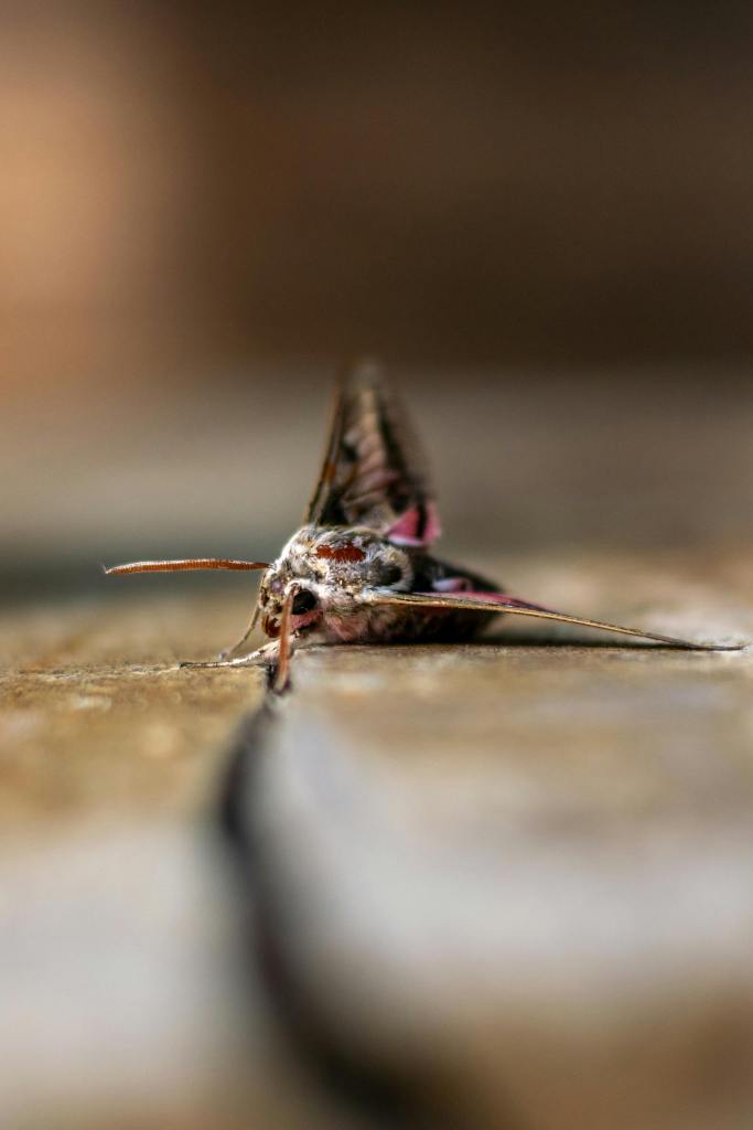 Moth close-up