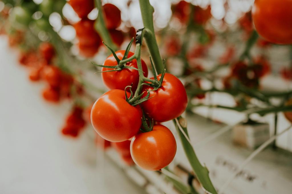 4 tomatoes hanging on its vine