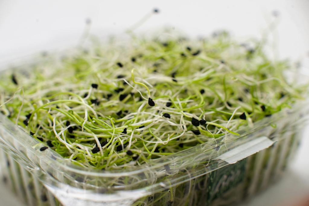 alfalfa sprouts in plastic container