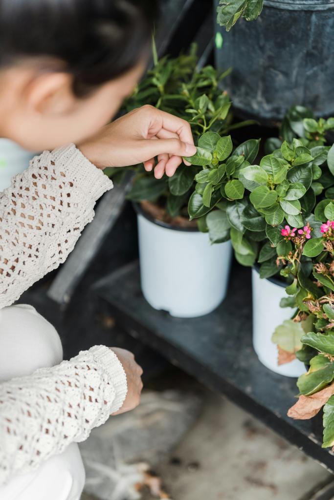 a person checking on plants in pots and inspecting leaves