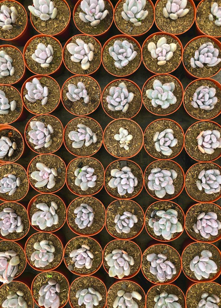 a top-down view of numerous small pots containing Moonstones succulents which are neatly arranged in a grid pattern