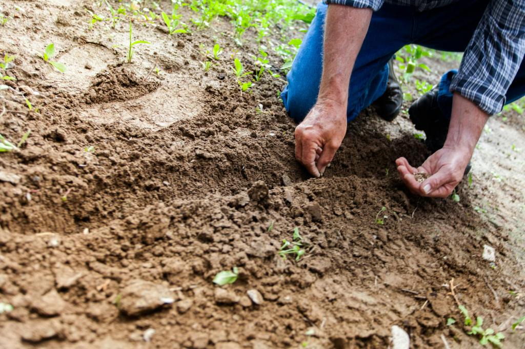 gardener planting seeds with his bare hands