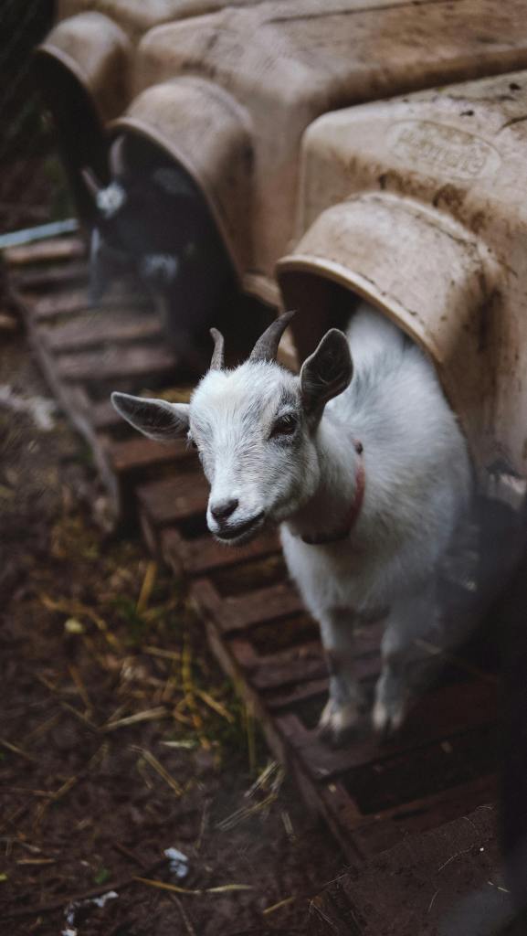 baby goat