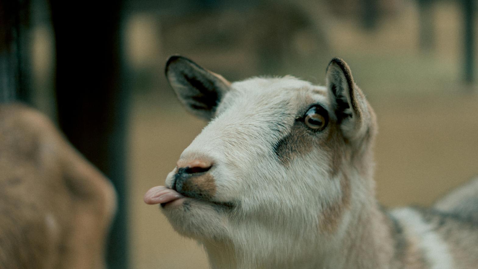 A close-up of a goat sticking its tongue out, with a blurred background. The goat has white and gray fur and is looking slightly to the side.