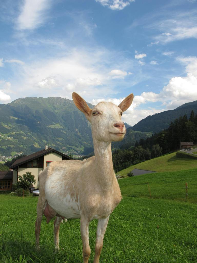 a goat in green field with a green mountain in the background