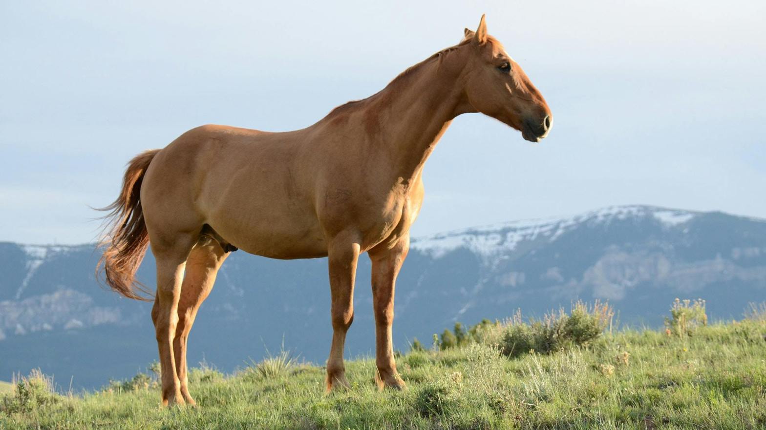 A goldish brown horse stands on a grassy hill with mountains and a cloudy sky in the background.