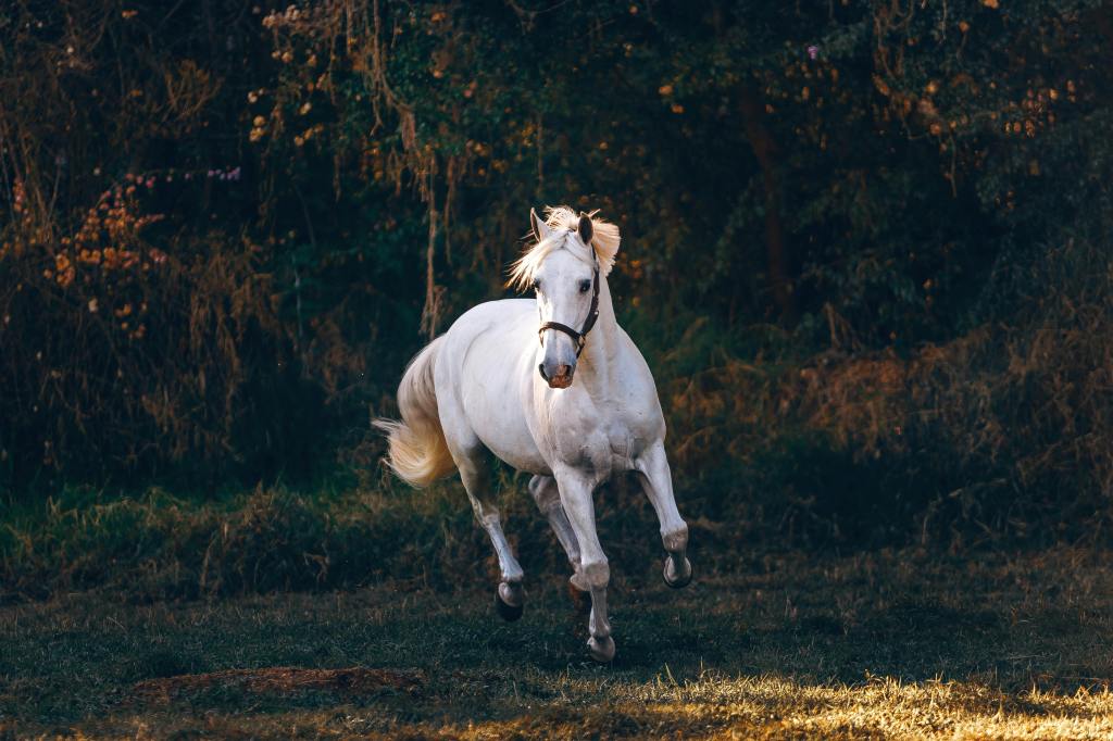 White horse running on green field