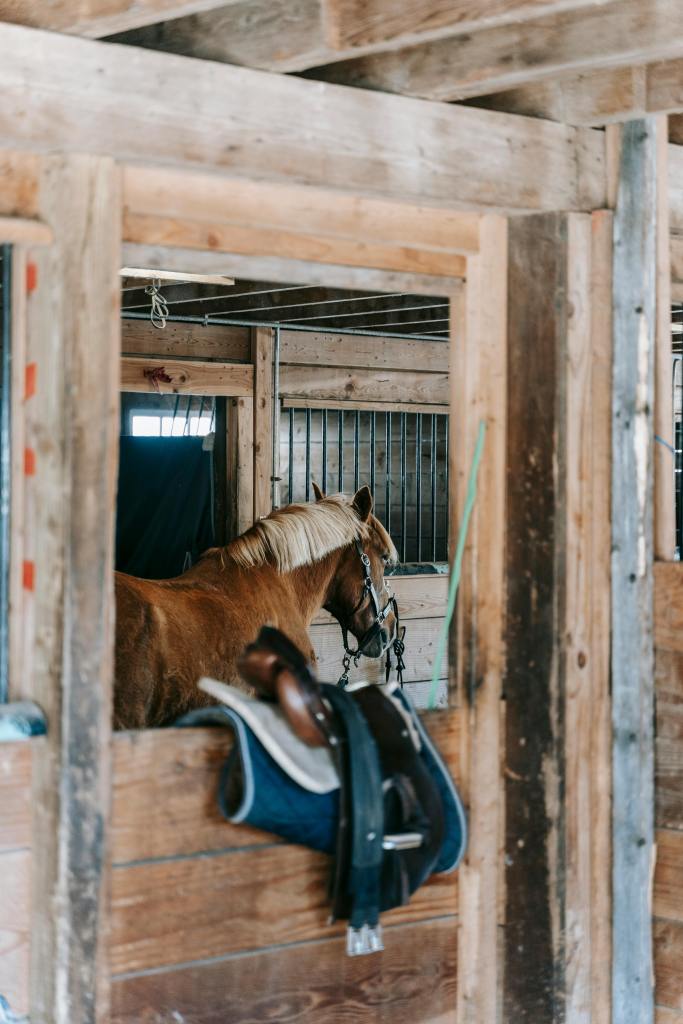 Horse in horse stable