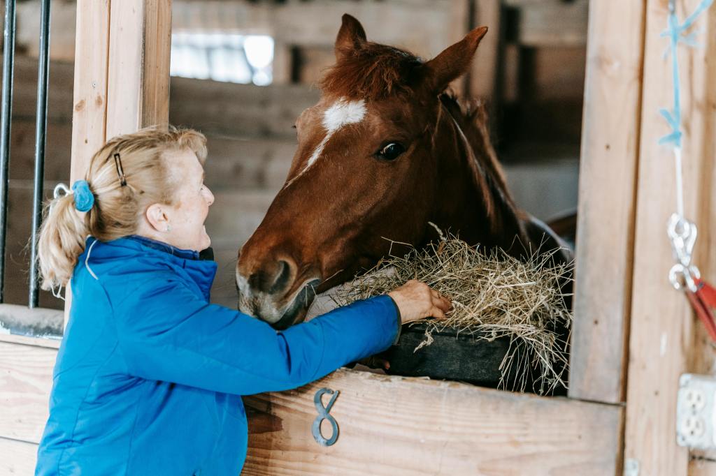 Horse breeder feeding a horse