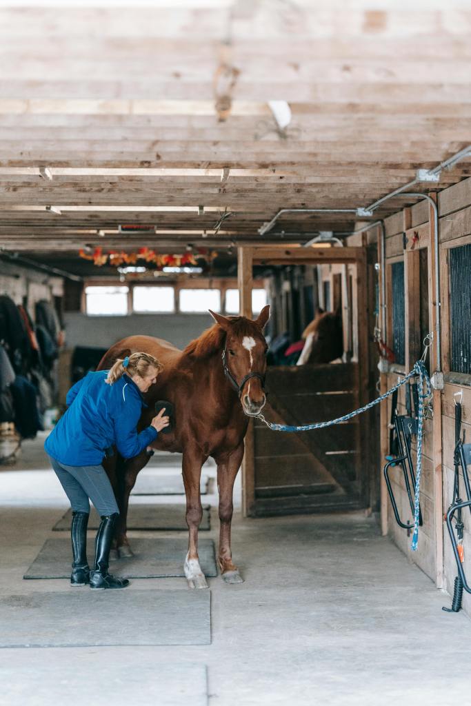 horse massage therapist massaging a horse