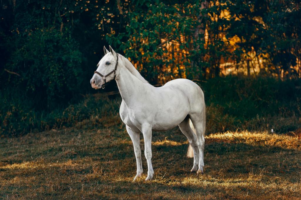 White horse on green and brown field near the woods