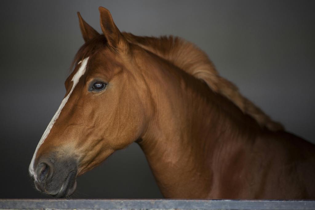 A close-up side view of a brown horse with a white stripe on its face, standing in a dimly lit stable.