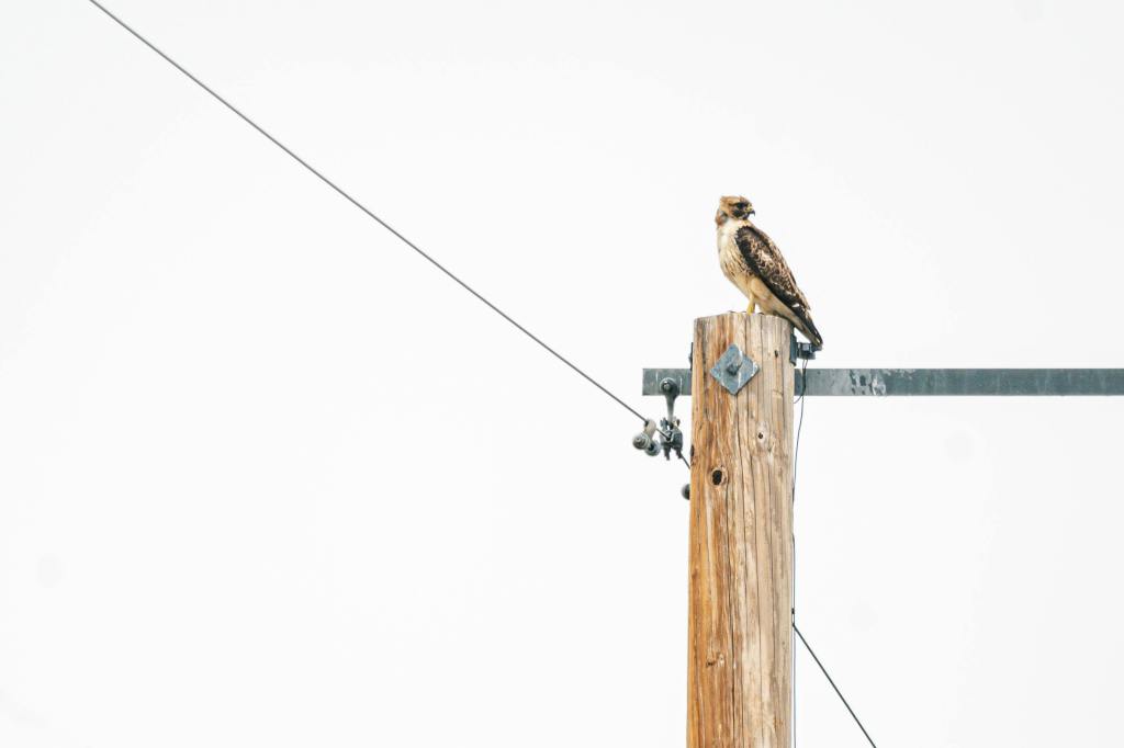 Eagle standing on an electric pole