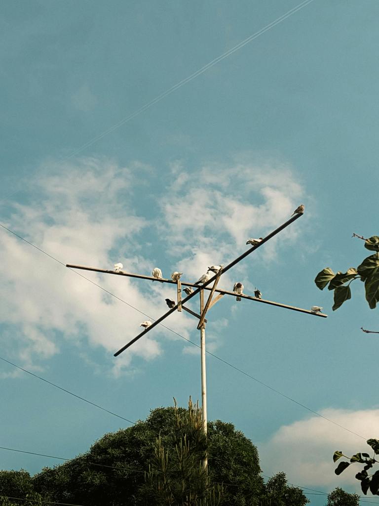 Birds sitting on an electric pole