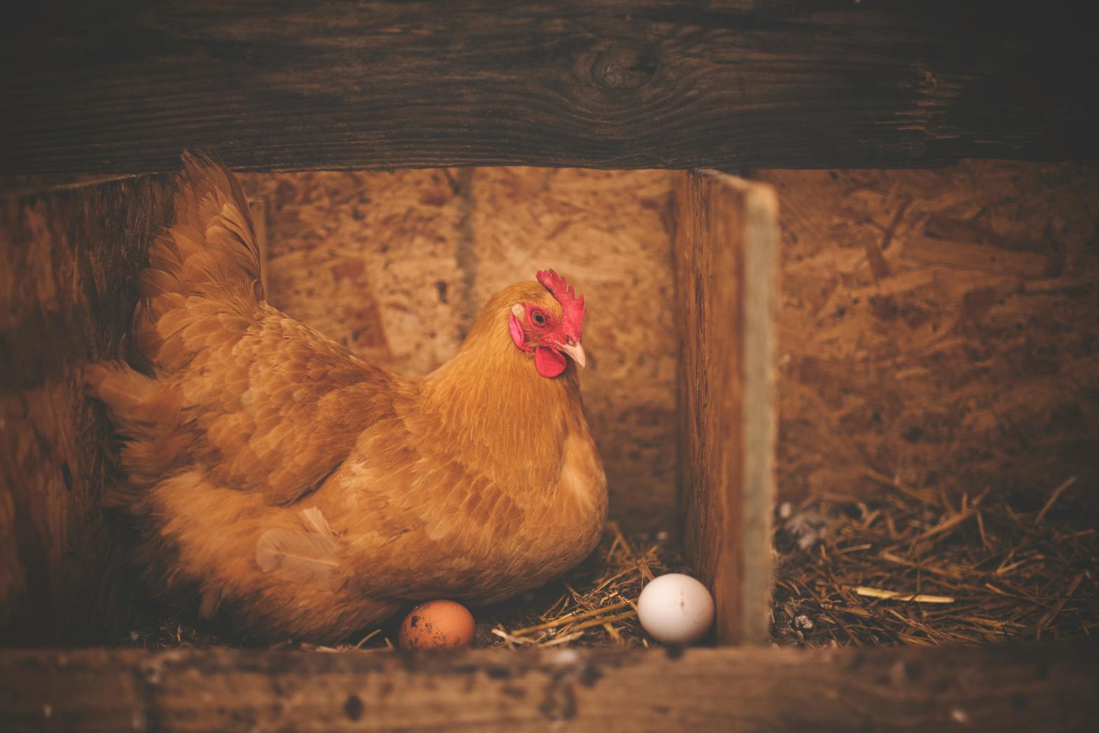 A brown hen is nestled in a wooden nesting box with two eggs. The hen, which appears to be a laying hen, is sitting down, likely in a "broody" state to set the eggs