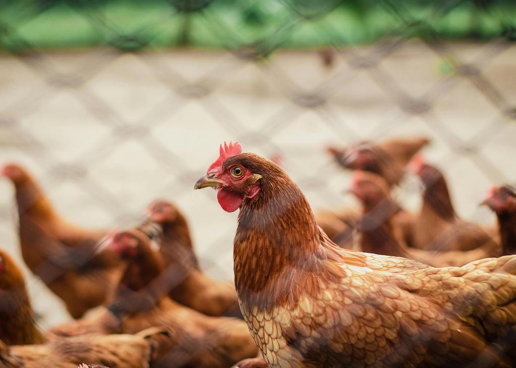 Hens close-up behind fence