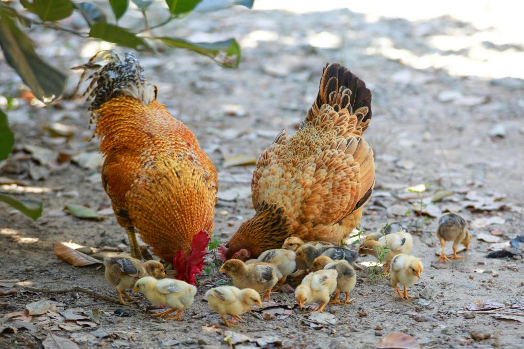 a rooster and a chicken eating with their chicks