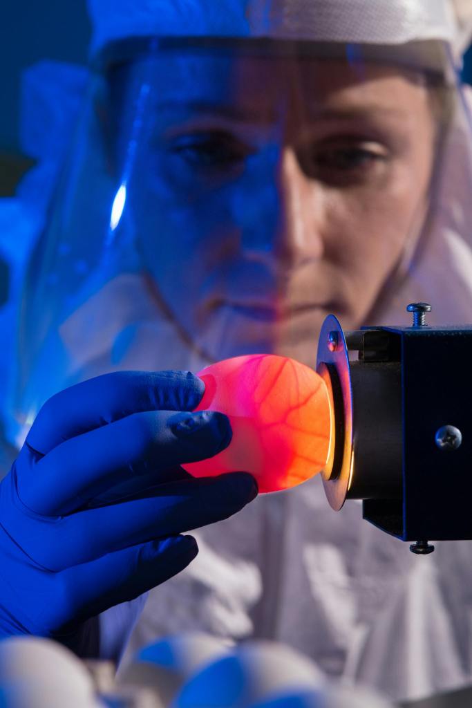 Scientist analyzing an egg