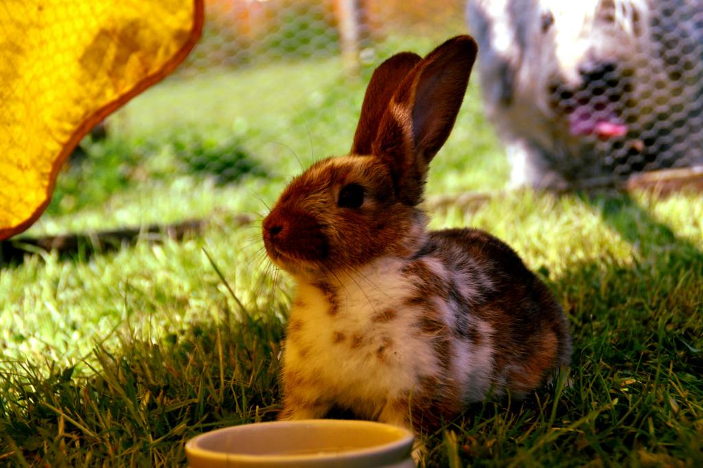 Small rabbit in a green grass field