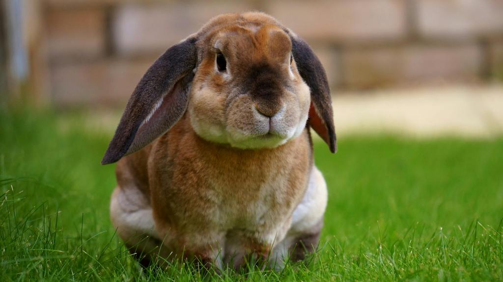 Big chunky brown rabbit with floppy ears sits on green grass, looking directly at the camera. The background is blurred, showing a brick wall.