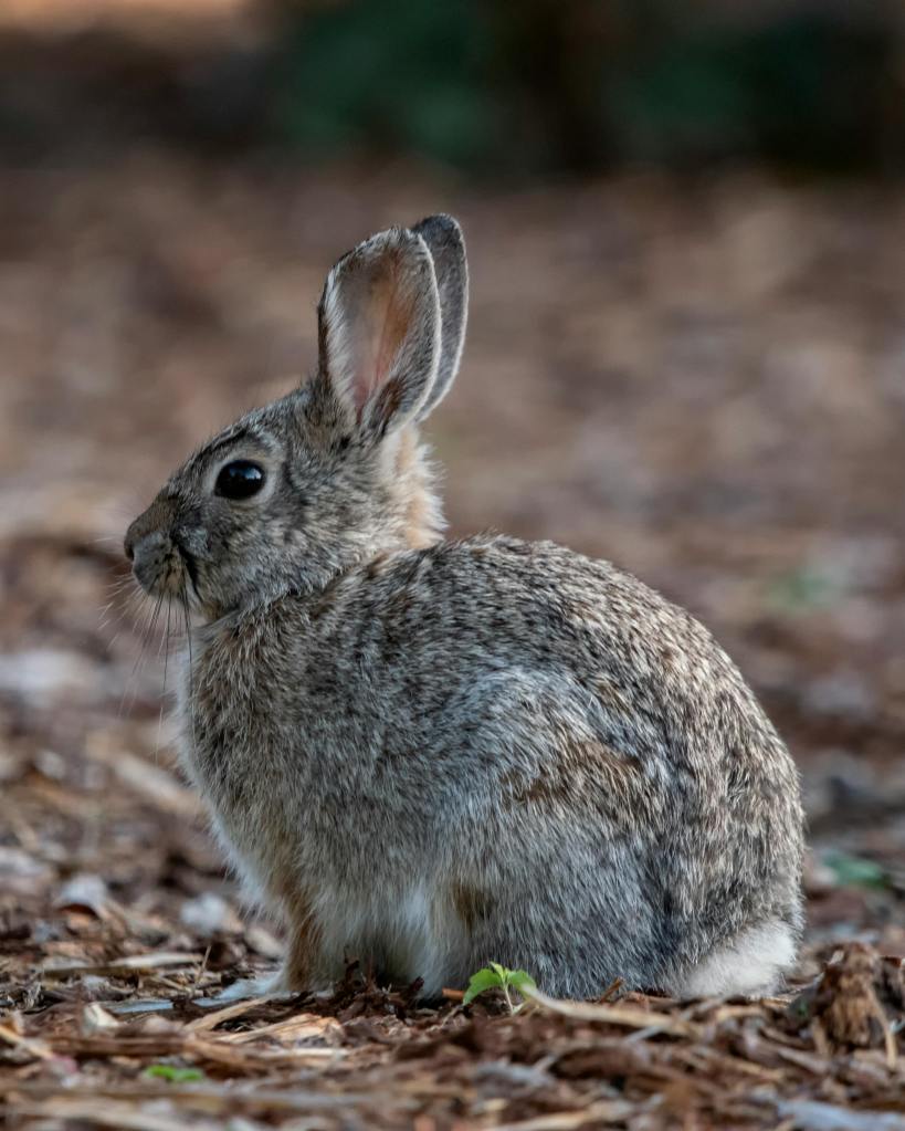 Gray wild rabbit