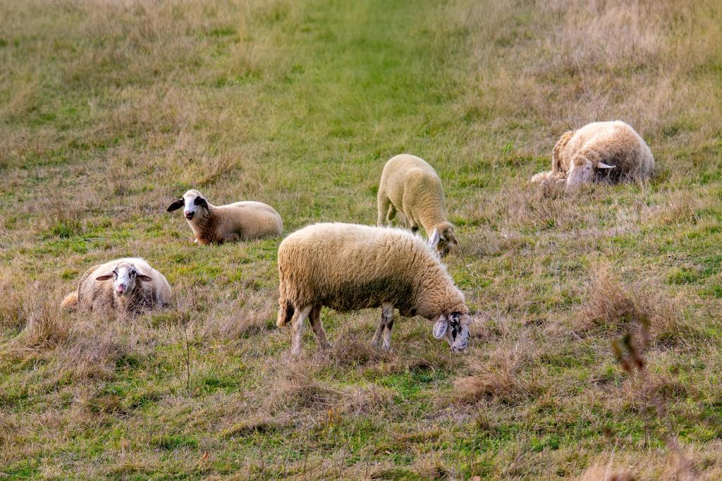 Sheep in a green field