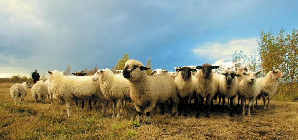 A flock of sheep stands closely together on a grassy field under a cloudy sky, with a person visible in the background to the left and trees in the distance.